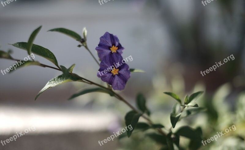 Flower Purple Bloom Nature Plant