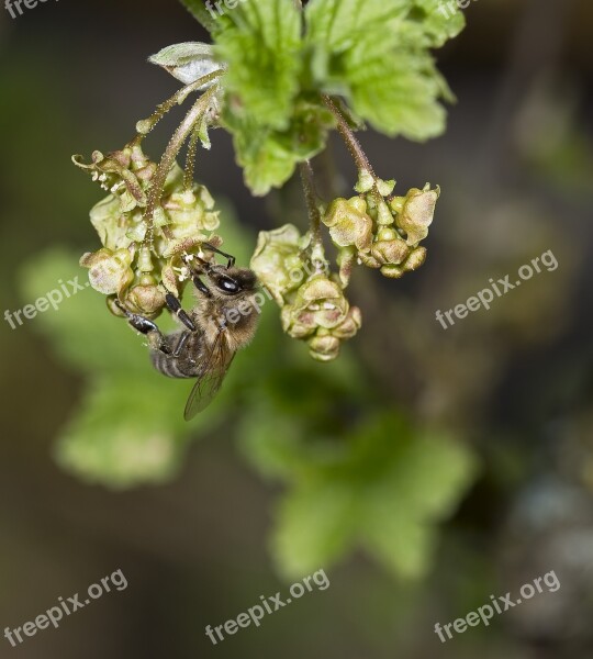 Nature Bees Honey Bee Macro Nectar