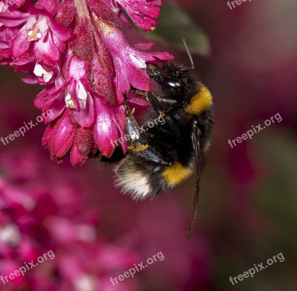 Nature Hummel Pollination Close Up Nectar