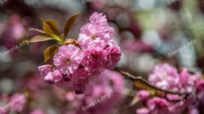 Tree Pink Cherry Spring Flower