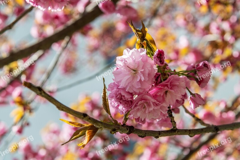 Tree Pink Cherry Spring Flower