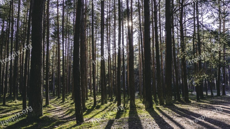 Forest Sun Daylight Shadows Tress