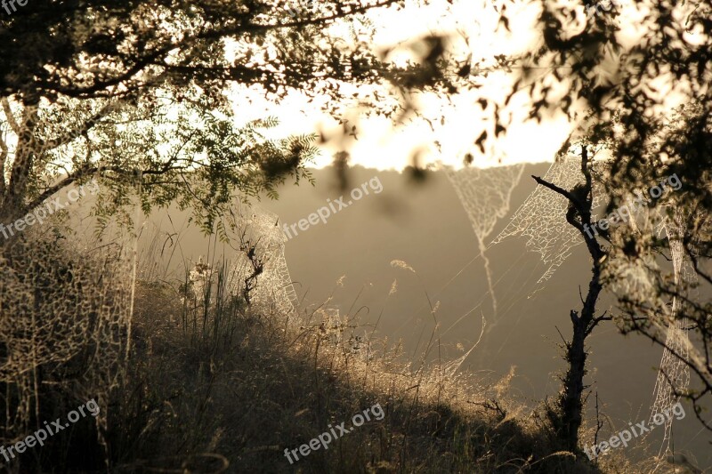 Landscape Sunlight Trap Forest Nature