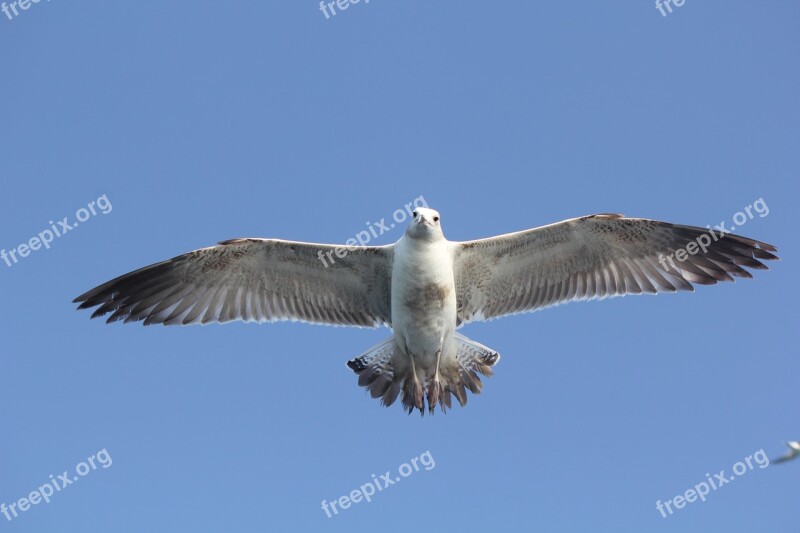 Flying Bird Bird Nature Animal Wings