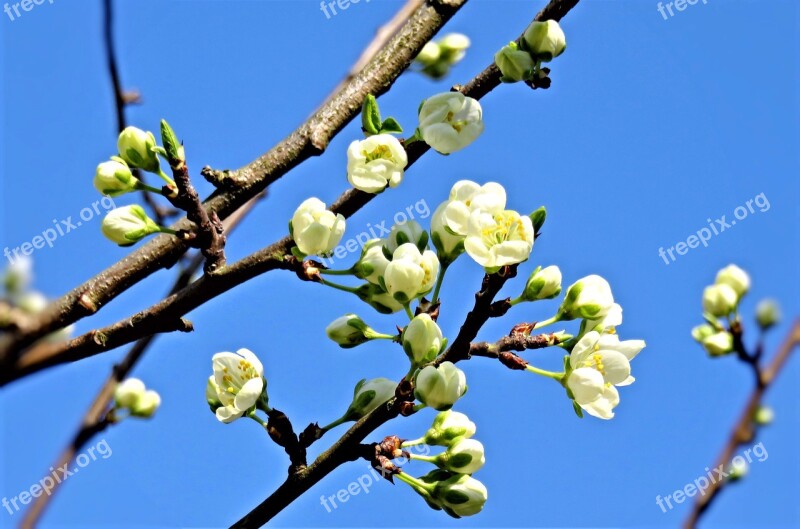 Blossom Plum Tree Fruit Tree Spring White Flowers