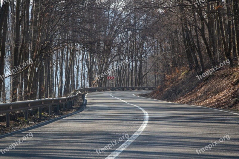 Forest Trees Nature Road Transylvania