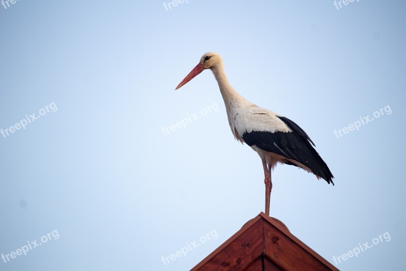 Stork Bird Migratory Bird Animal Sky