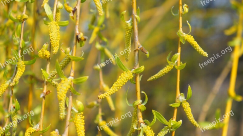 Nature Plant Tree Willow Crying