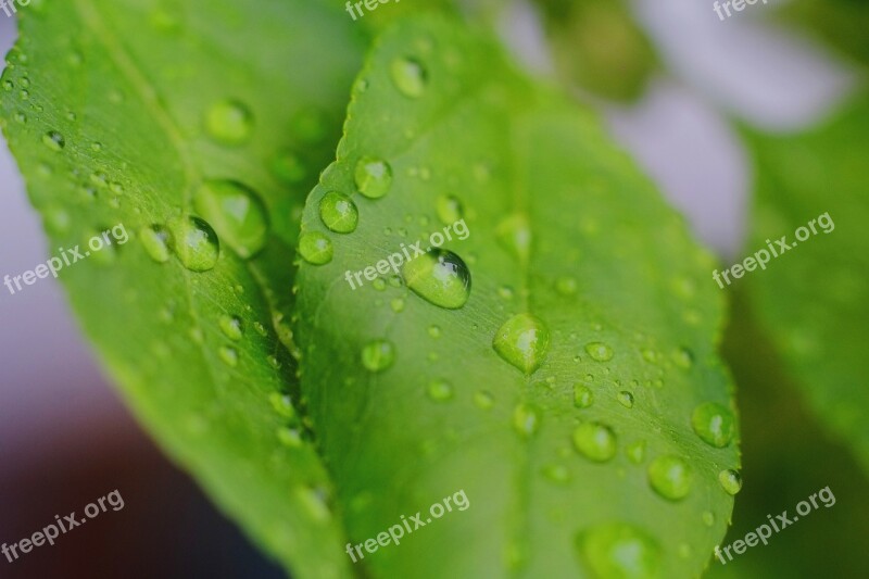 Leaves Drop Leaf Water Rain