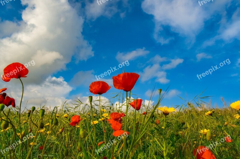 Spring Field Nature Poppies Daisies