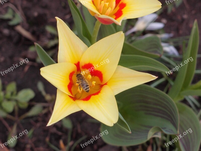 Flowers Spring Spring Flowers Yellow Yellow Flowers