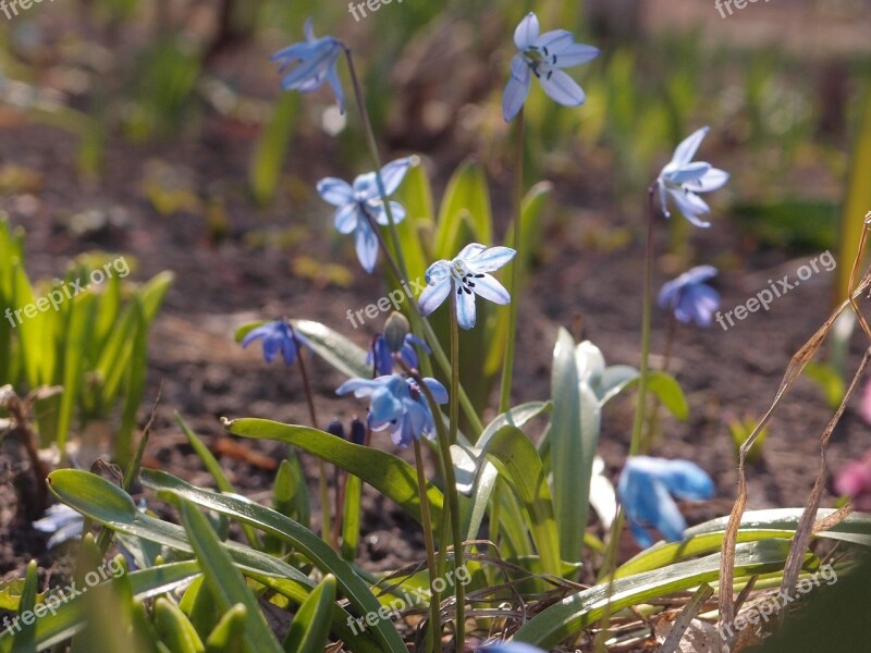 Flowers Spring Spring Flowers Scilla Blue