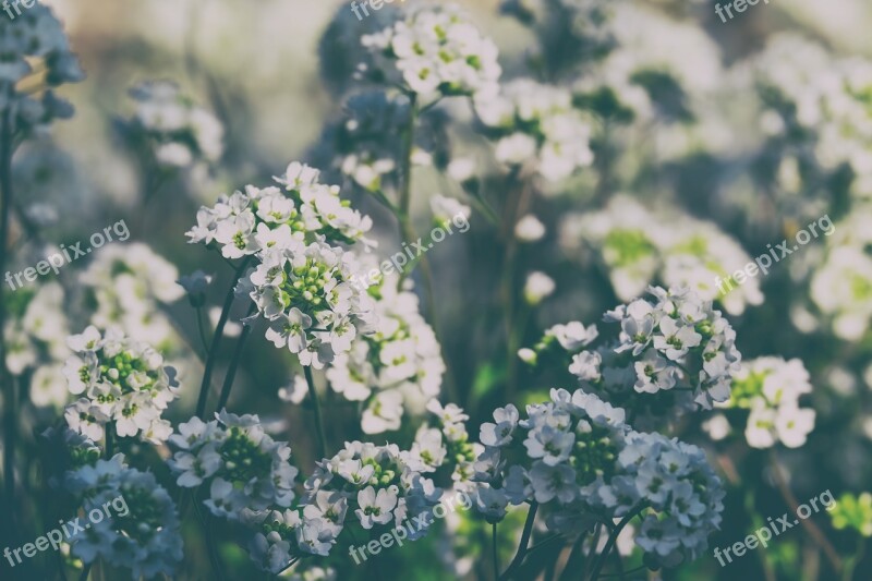 Cress Cruciferous Flower Flowers White