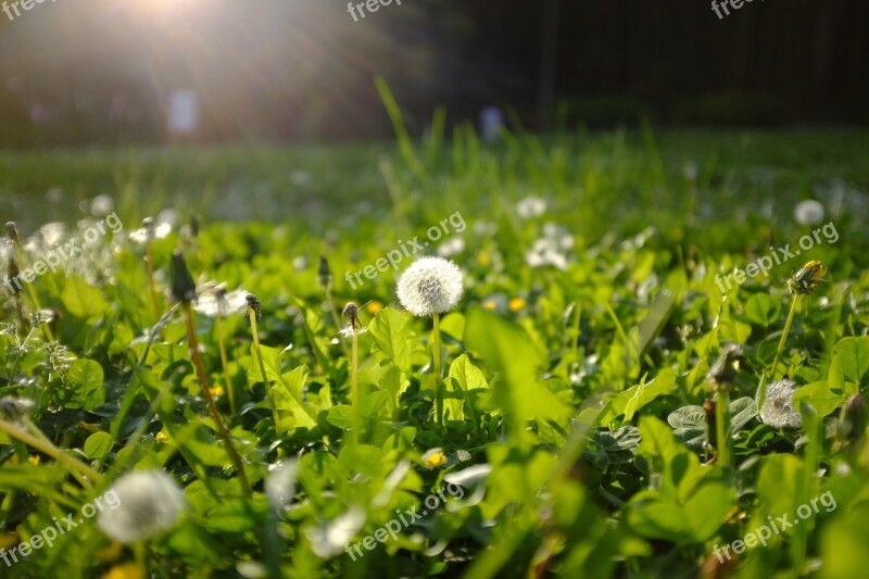 Flower Macro Green Plant Spring