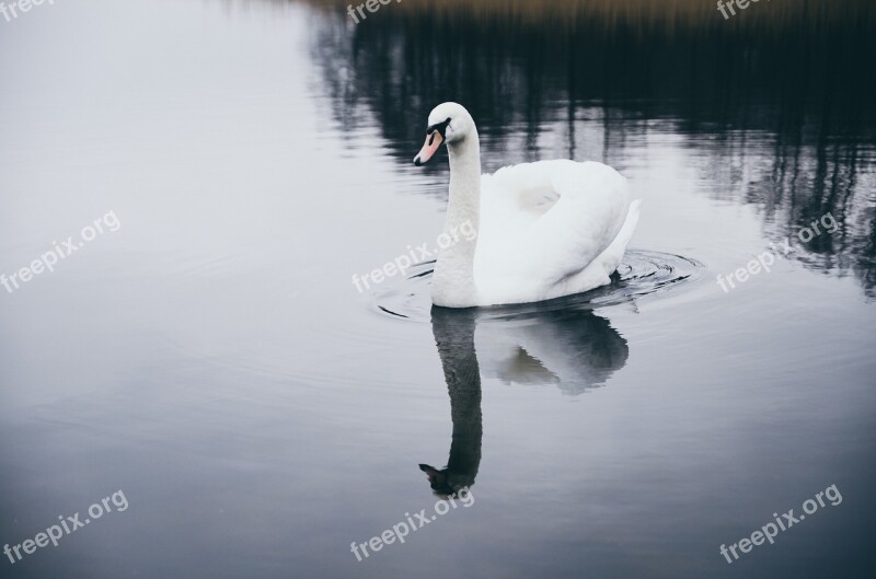 Swan Bird Water Nature Lake