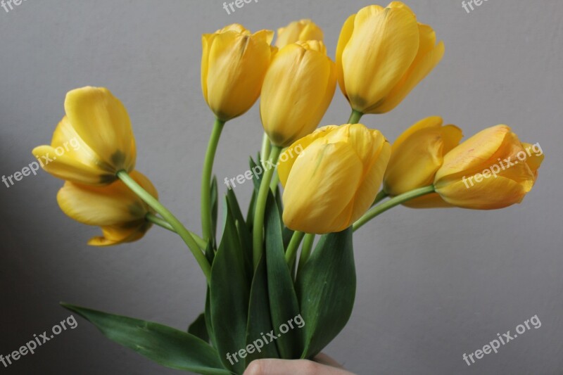 Yellow Tulips Flowers Bouquet Easter