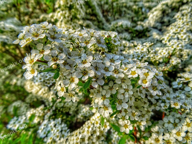 Pflanzen Blüten Flowers Hdr Sun