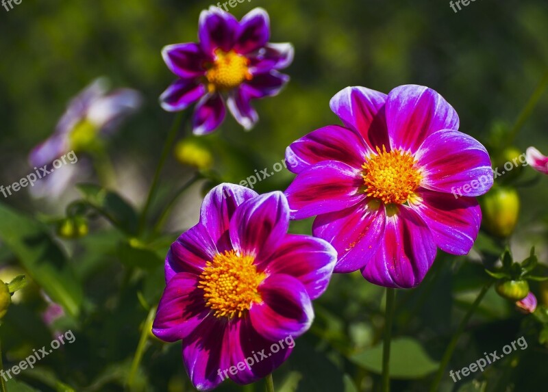 Flowers Plants Dahlia Summer Garden