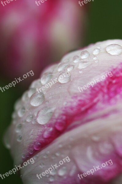 Macro Close Up Water Droplets Spring