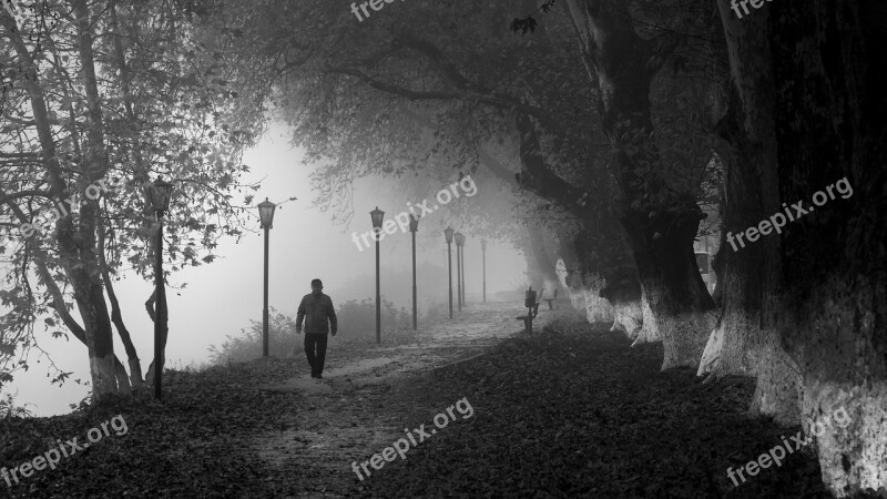 Fog Foggy Path Forest Nature