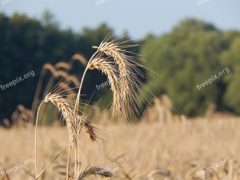 Summer Cereal Field Macro Ears Of Grain