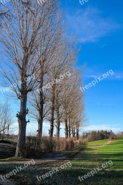 Poplars Trees Landscape Spring Kahl