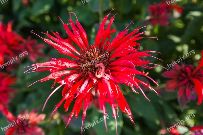 Flower Blossom Bloom Monarda Indian Nettle