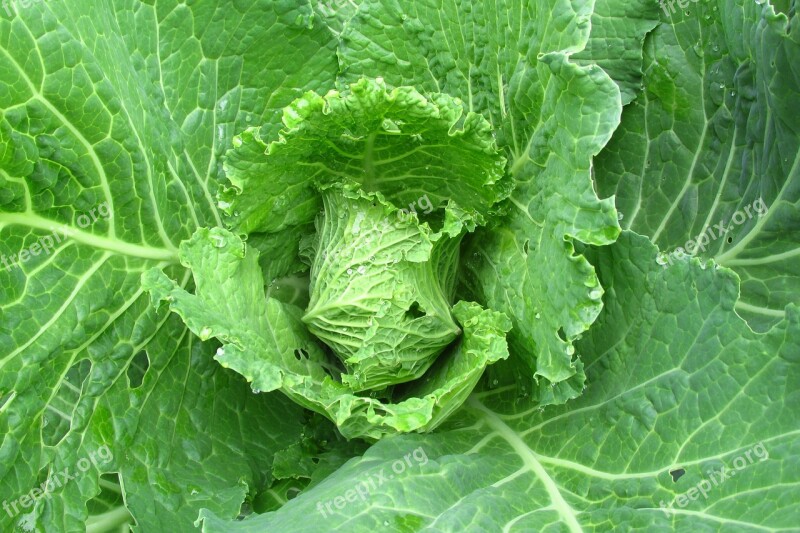 Cabbage Foliage Green Healthy Agriculture