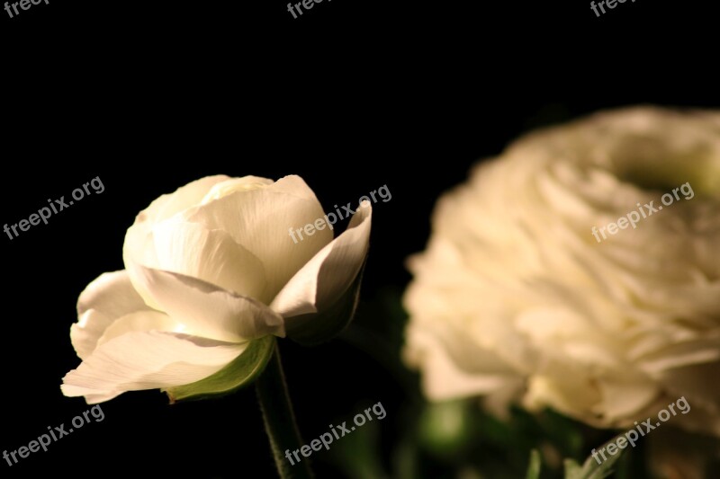 Ranunculus Flowers Macro Spring Spring Flower