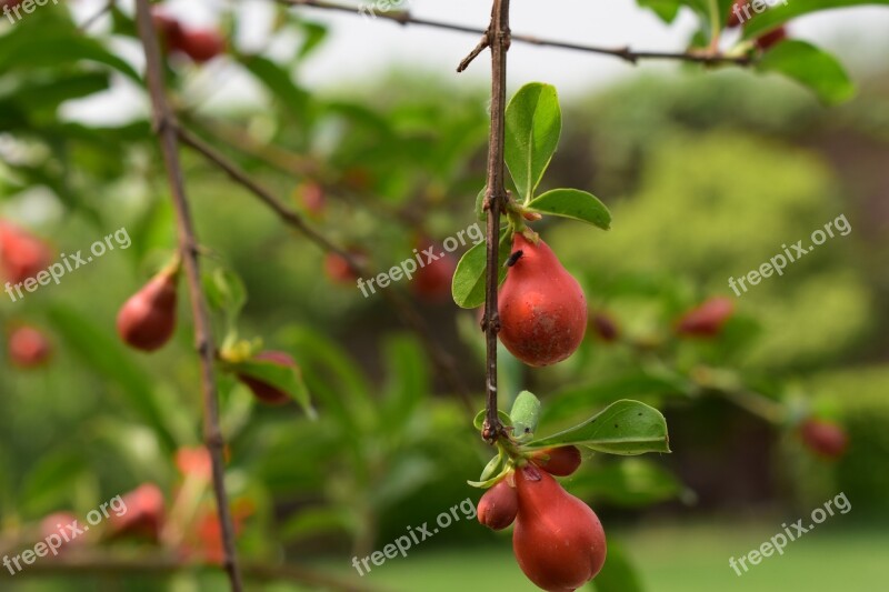 Garden Gardening Plant Flower Spring