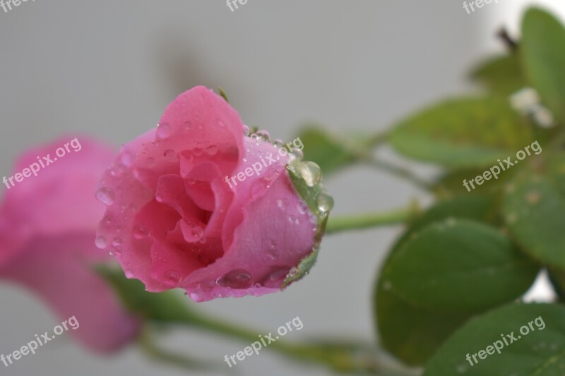 Pink Rose Rose Flowers Nature Love