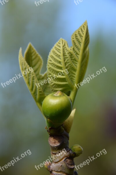 Fig Fig Tree Fruit Mediterranean Leaves