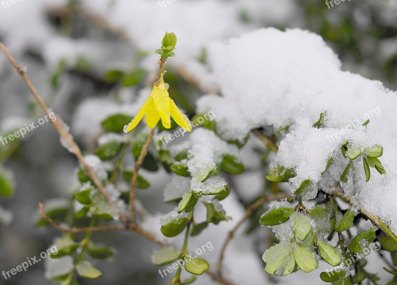 Snow Flower Spring Beautiful Love