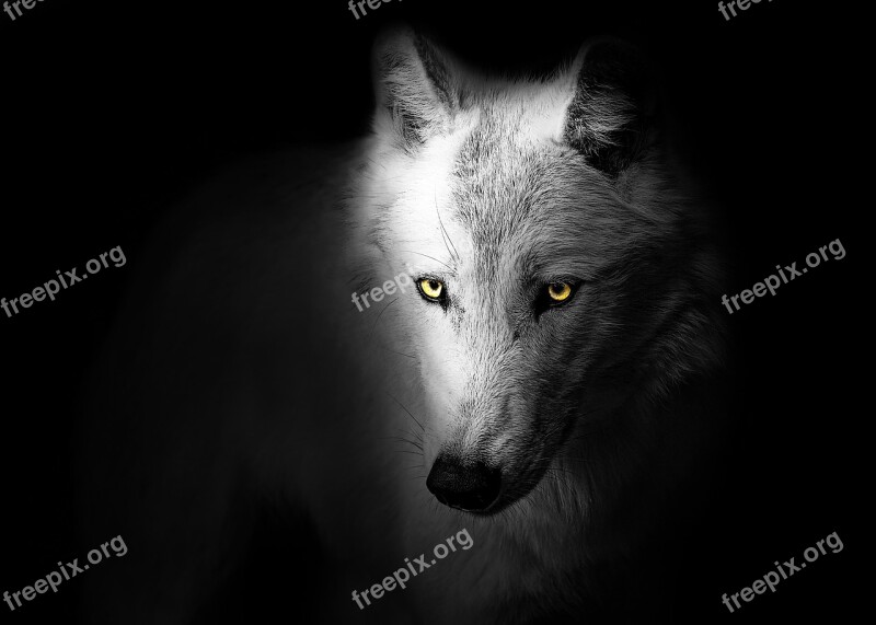 Wolf Animal Wild Black Head