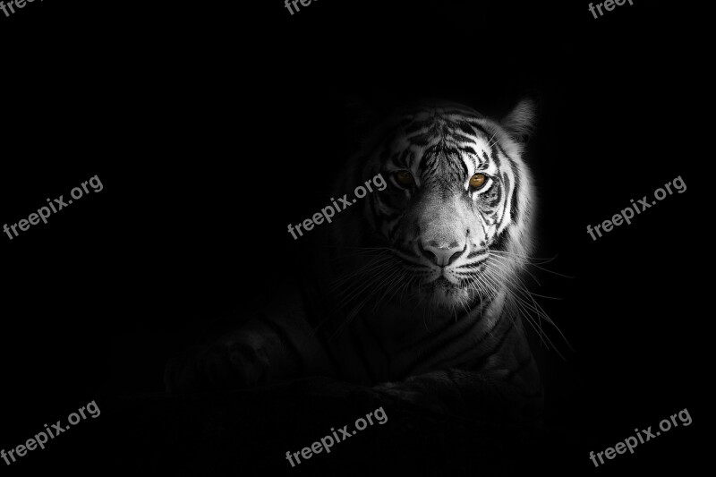 Tiger Animal Nature Wildlife Art