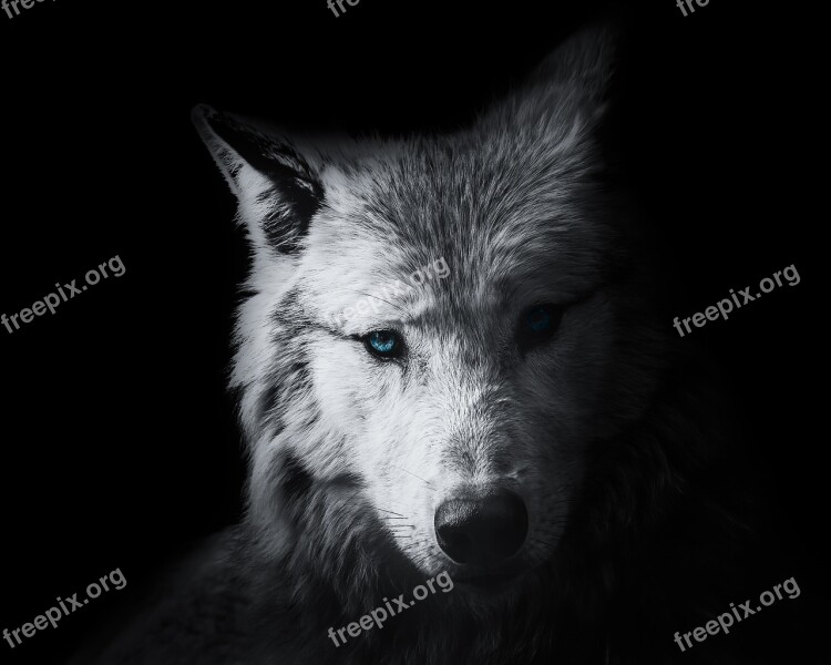 Wallpaper Background Wolf Animal Wild