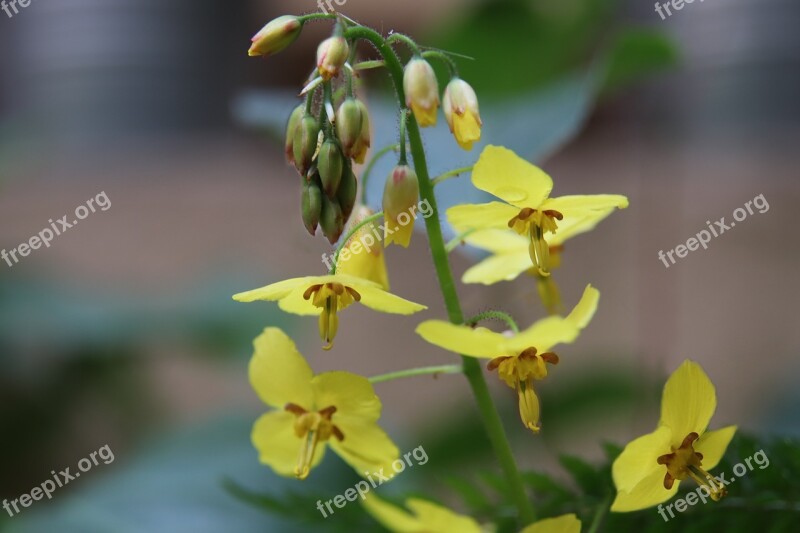 Flowers Yellow Fairy Flower Spring Bloom