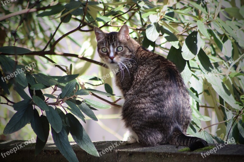 Cat Mackerel View Domestic Cat Pet