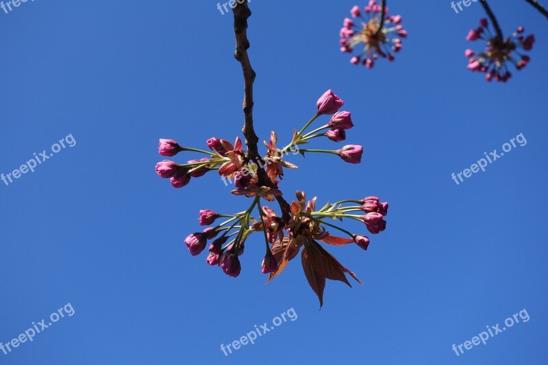 Blossom Blue Sky Spring Flower Tree