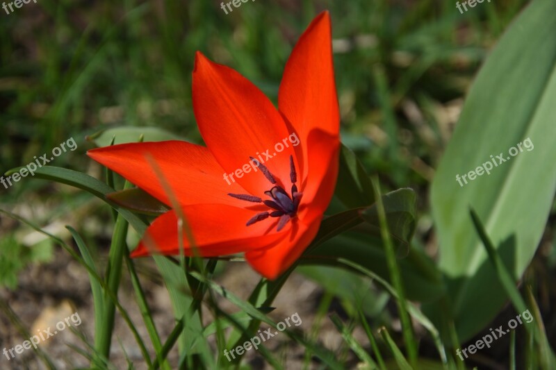 Tulip Spring Red Garden Free Photos