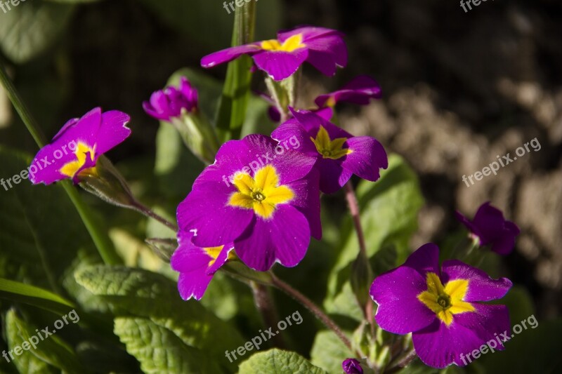 Flower Macro Bloom Nature Garden