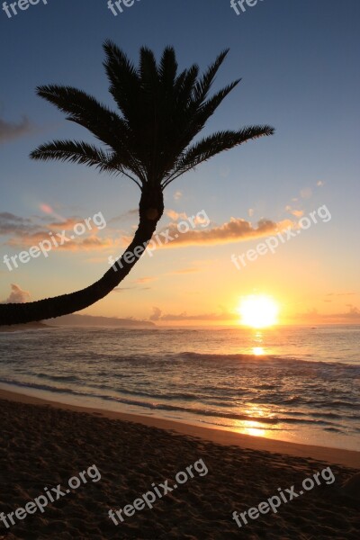 Sunset Sunsetbeach Palm Hawaii Landscape