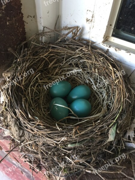 Robin Eggs Nest Bird Blue