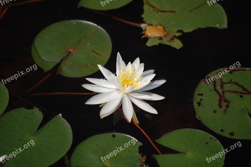 Flower Waterlily Leaf Free Photos