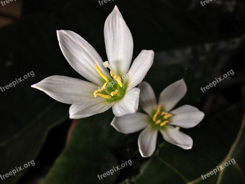 Small Flower White Flowers Flower Plant