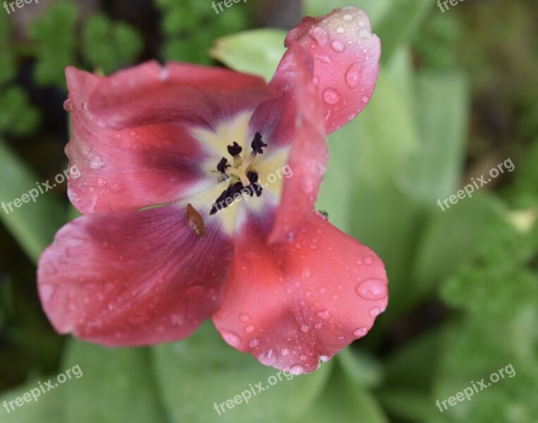 Flower Tulip Red Tulip Green Leaves Stamens