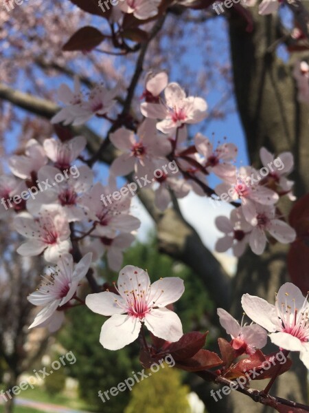 Spring Leaves Flower Plant Green