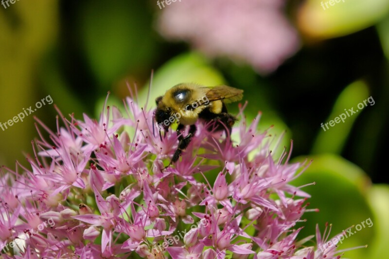 Bumblebee Bumble Bee Bee Insect Nature