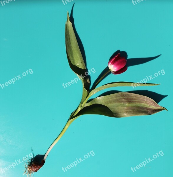 Tulip Flower Stem Leaves Header