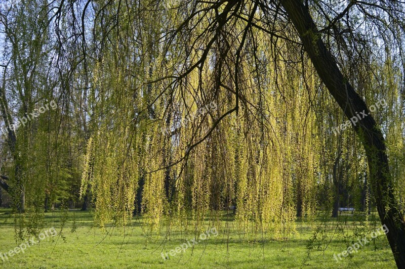 Weeping Willow Salix Babylonica Pasture Salix Willow Family